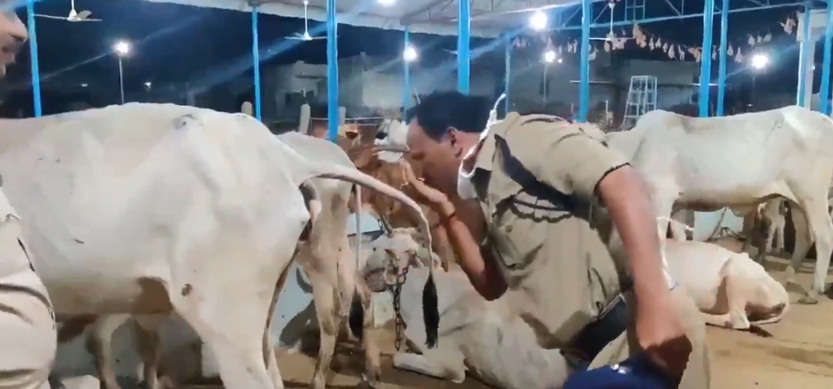 İnek idrarı ile kendini kutsayan Hintli asker sosyal Medyada viral oldu