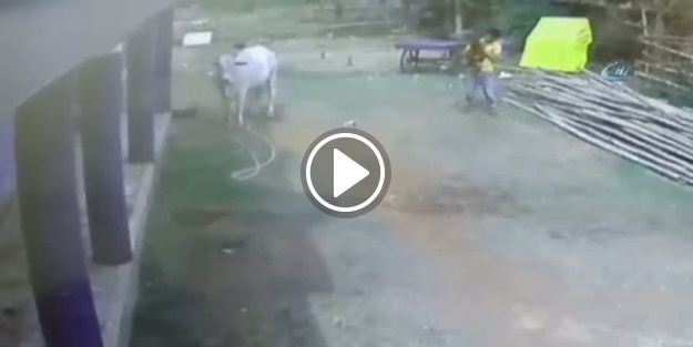 İnek, küçük çocuğu öldürüyordu!