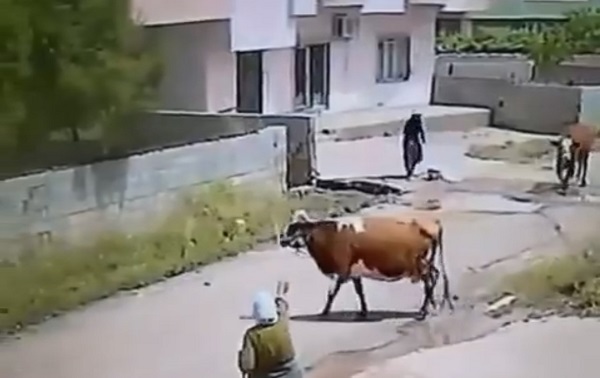 İnek ölüme böyle yürüdü