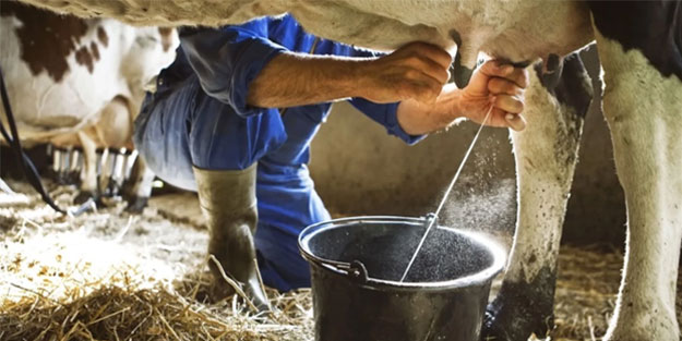 İnek sağmak isteyen gencin feci ölümü