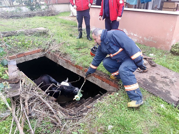 İnek su dolu kuyuya düştü! Çukura düşen inek bakın nasıl kurtarıldı