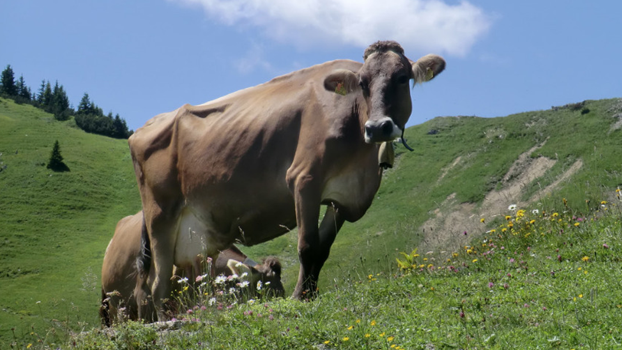 İnekler dağda yürüyüş yapan karı kocaya saldırdı: Adam hayatını kaybetti, kadın ağır yaralı kurtuldu