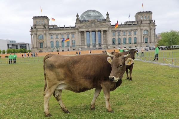 İnekler meclis bahçesinde otladı