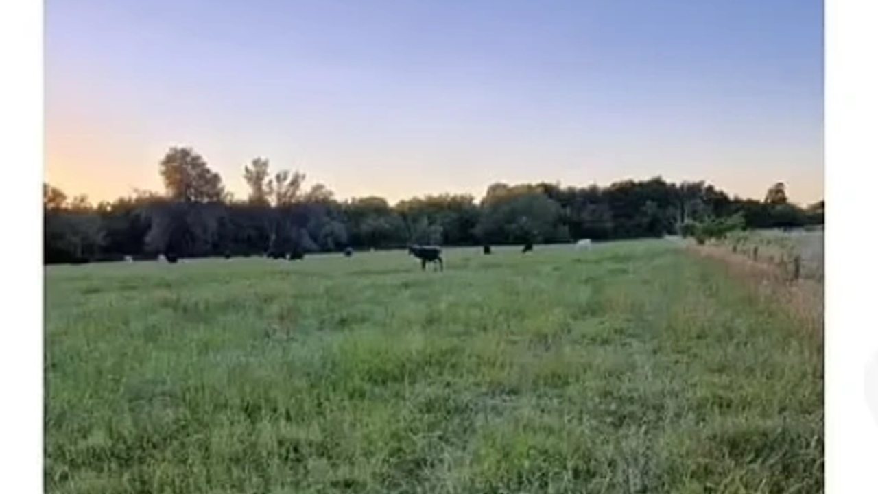 İneklerin ezdiği kadın öldü!