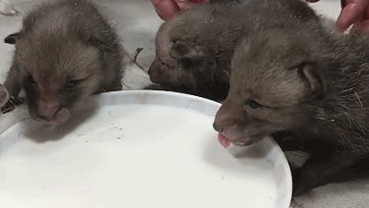 İneklerini kontrole giden çiftçi ahırda 3 tilki yavrusu buldu: Aç yavruları ineğinden sağdığı sütle besledi