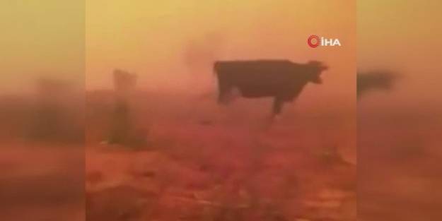 İneklerini yangından korumak isteyen çaresiz köylünün feryadı yürekleri dağladı!