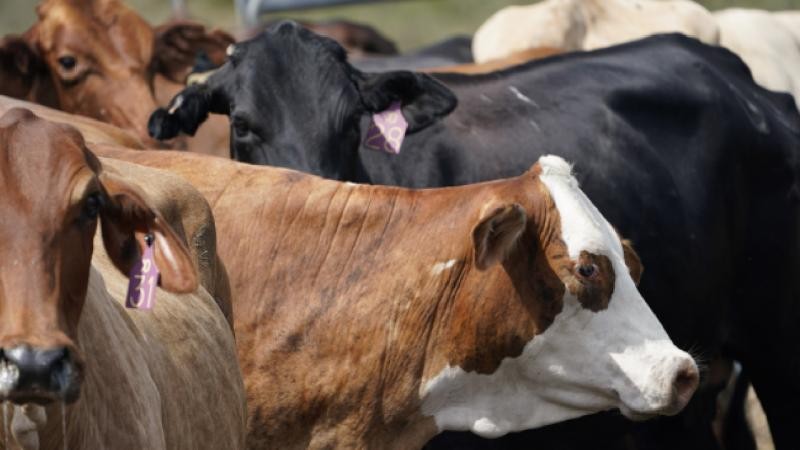 İnekten kuş gribi bulaştı! Gözleri kan çanağına döndü