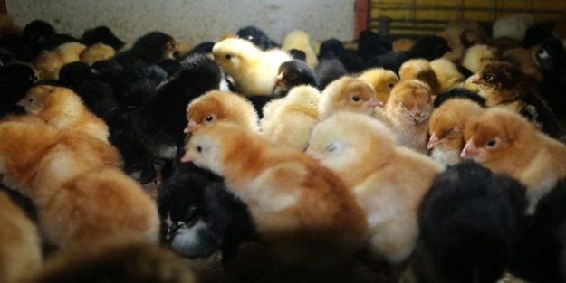 İnfiale neden oldu! Talep azaldı diye İran'da tüm civcivler yarına kadar itlaf edilecek