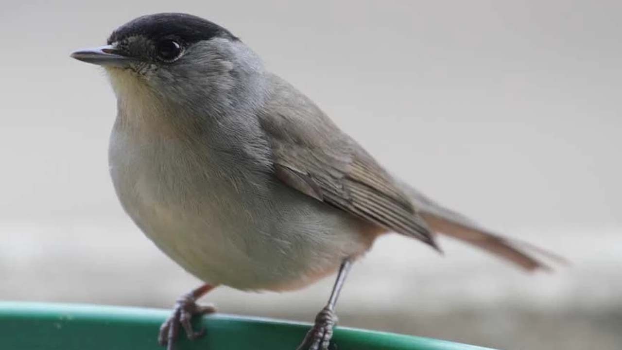 İngiliz Üslerinde düzenlenen operasyon çıkışı: Pulya kuşlarına el konuldu