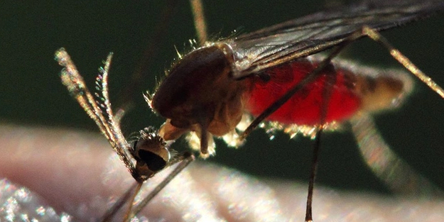 İngilizlerden tüm dünyaya acil uyarı: Ölümcül hayvan için kırmızı alarm, 475.000 kişi öldü