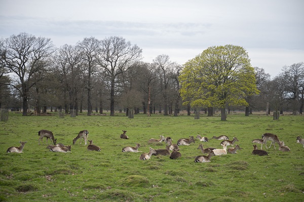 İngiltere tam 957 yıl önceye döndü!