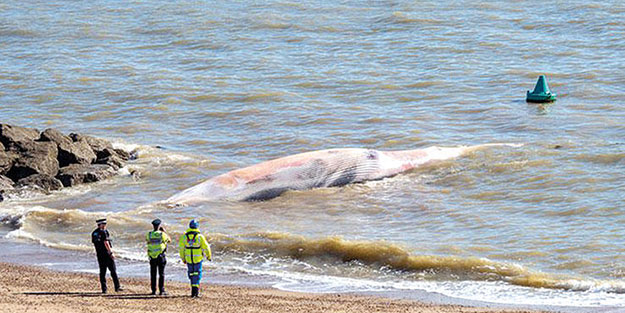 Ülkede 12 metrelik dev sahile vurdu! “Görünce gözyaşlarına boğuldum”