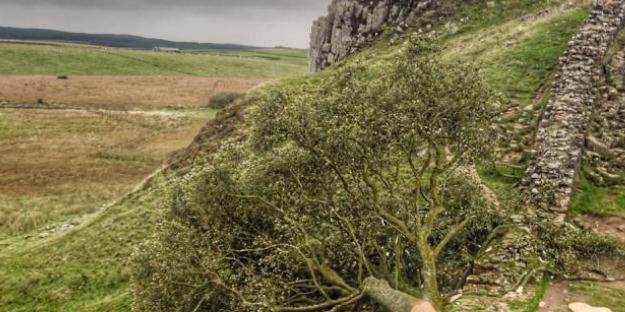 İngiltere'de 300 yıllık dünyaca ünlü bir tarihi çınar ağacı: Metrelerce derinlikteki topraklarından bakın nasıl çıkarıldı!