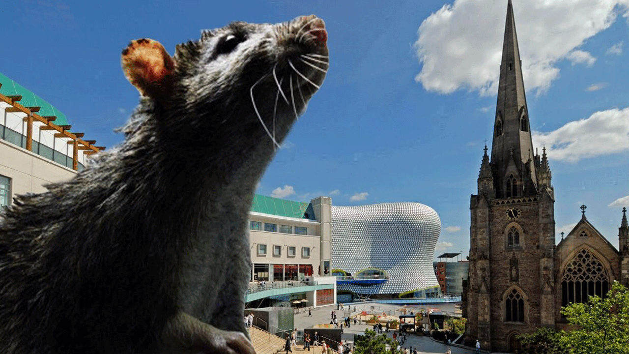 İngiltere’de bir evde 55 santimetre büyüklüğünde dev fare yakalandı: Tüm şehir alarma geçti!