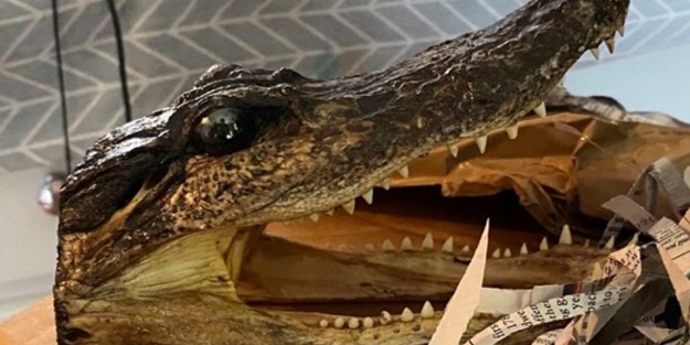 İngiltere'de ilginç olay! Onlarcası ele geçirildi