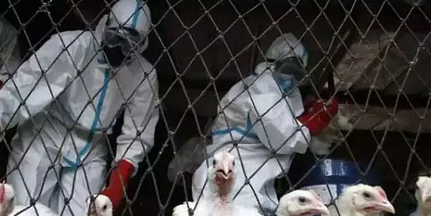 İngiltere’de kuş gribi alarmı