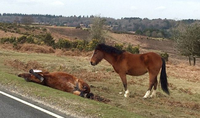 İngiltere'de otoban kenarında yürek burkan manzara!