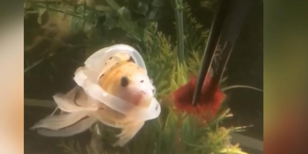 Yüzemeyen balık 'can yeleği' ile yüzmeye başladı