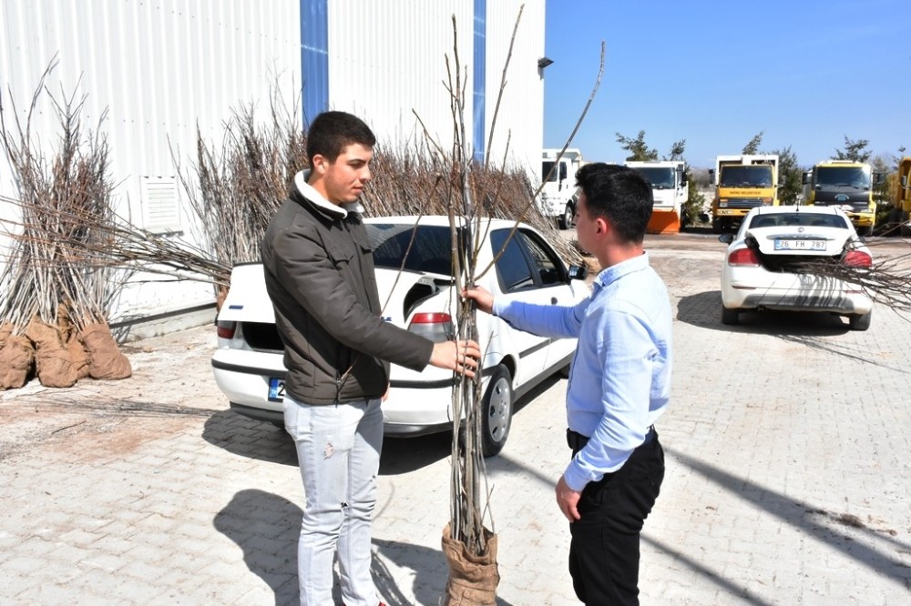 İnönü’de 4 bin ceviz fidanı toprakla buluşacak 