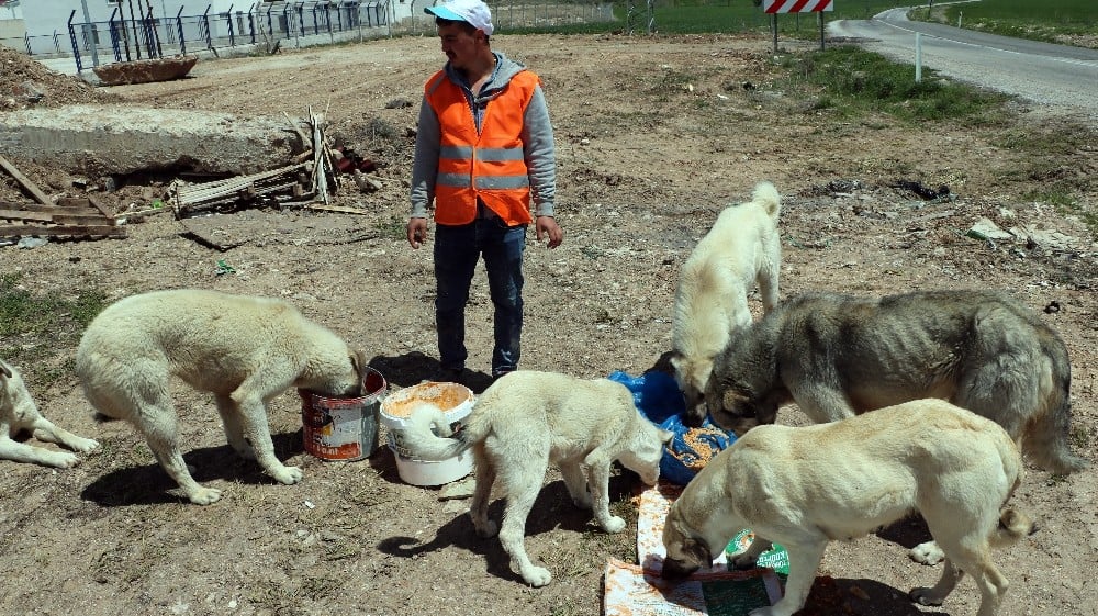 İnşaat işçisi sokak hayvanlarının ‘can dostu’ oldu 