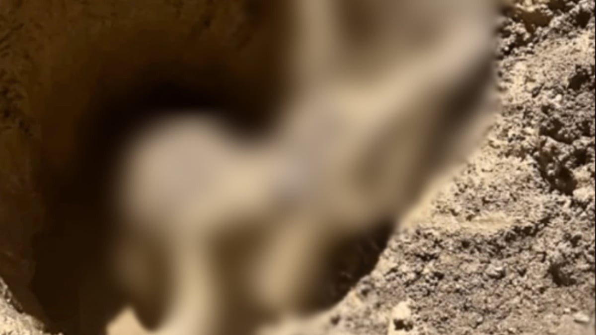 İnşaat kazısı sırasında toprak aniden hareketlenmeye başladı! Çukurun içinden çıkan canlı herkesi şok etti! Yok artık daha neler