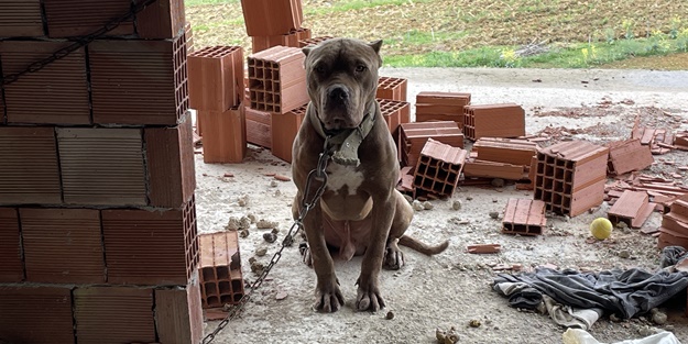 İnşaata bağlamışlar! Barınağa teslim edildi