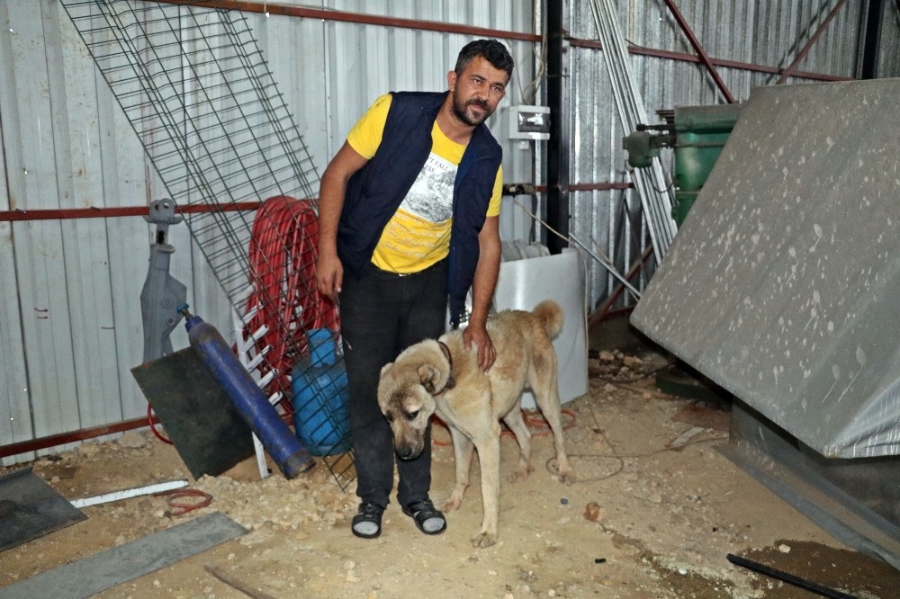 İnsafa gelen hırsızlar çaldıkları köpek ve güvercinleri 10 gün sonra sahibine geri gönderdi 