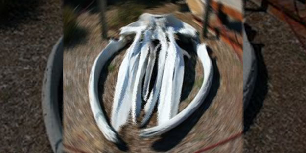 İnsan boyunu geçiyor! Saros Körfezi'nde yüzerken balina kemikleri buldu