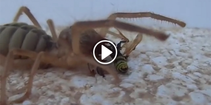 İnsan etiyle beslenen örümceğin avlanma anları