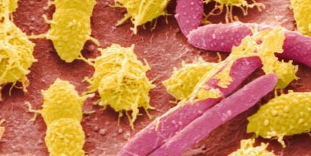 İnsan sindirim sisteminde büyük bir keşif yapmışlar: yaşam formu keşfedildi! Bilim insanlarını alarma geçirdi