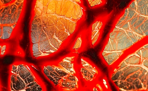 İnsan vücudunda yeni bir organ keşfedildi