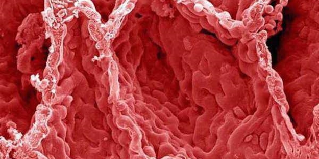 İnsan vücudunun mikroskobik görüntüleri