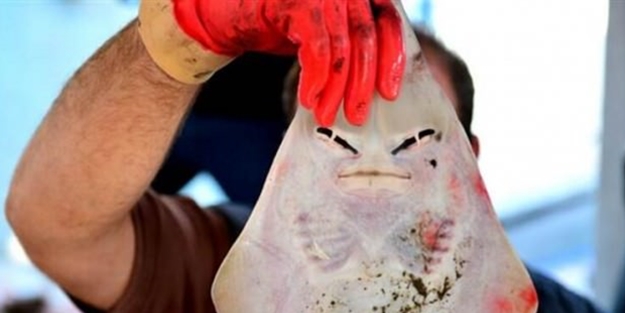 İnsan yüzlü balık Türkiye kıyılarında görüldü! Siyanürden 1200 kat daha zehirli