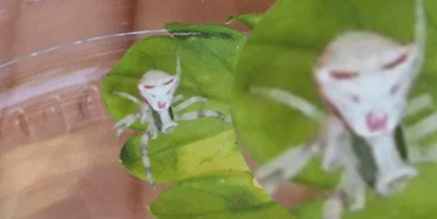 Türkiye'de görüldü! İnsan yüzlü örümcek hayrete düşürdü