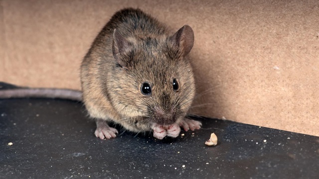 İnsanlar binlerce yıldır farelerle yaşıyor