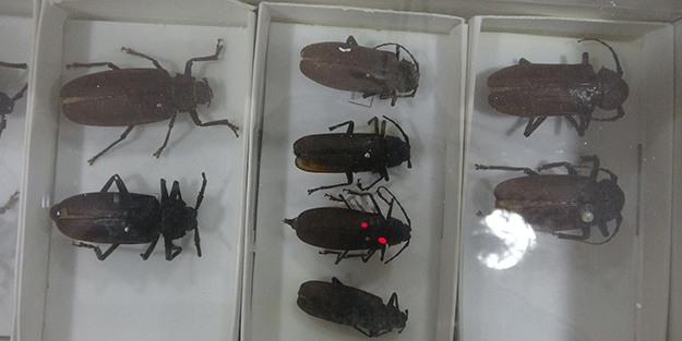 İnsanlar görmeye bile dayanamıyor ama… Huzurlarınızda böcek müzesi