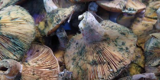 İnsanlar zehirli sanıp korkuyor, faydaları saymakla bitmiyor