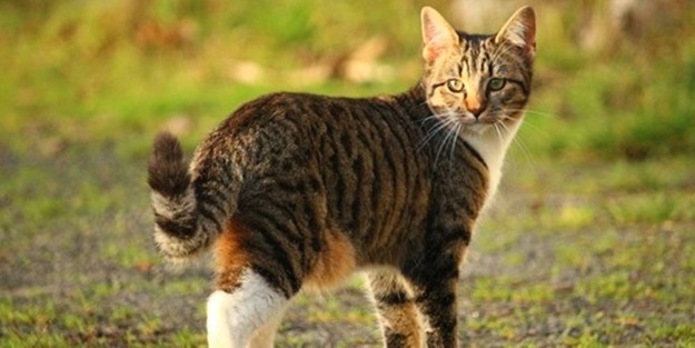  İnsanlardaki özellik kedilerde de çıktı