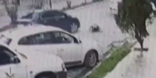 İnsanlık dışı bir olay daha! Hamile sokak köpeğinin üzerinden arabayla geçti