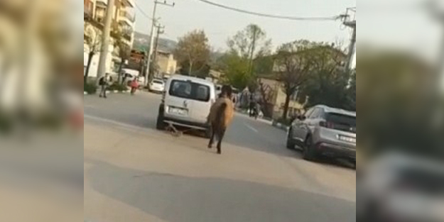 İnsanlık dışı görüntü! Atı aracına bağlayıp çekti