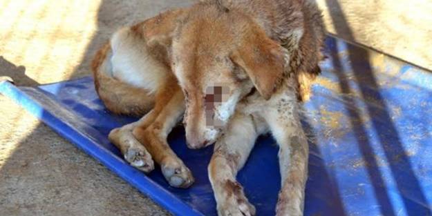 İnsanlık dışı olay! Köpeğin gözlerini dağlayıp işkence yaptılar