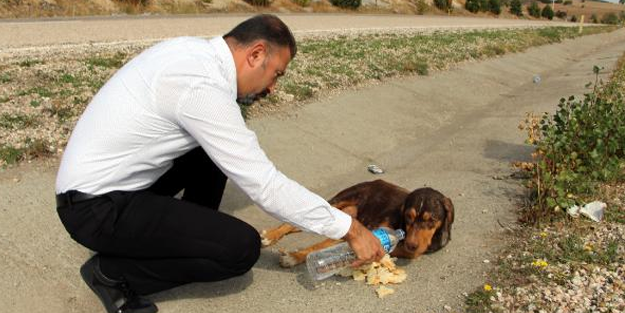 İnsanlık ölmemiş! Çarptığı köpeğin başında yardım gelene kadar bekledi
