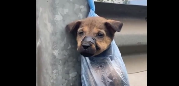 İnsanlıktan nasibini almamış vicdansız! Yavru köpeği poşete koyup otoyola atan kişi adeta kanun ve vicdan sınırlarını aştı