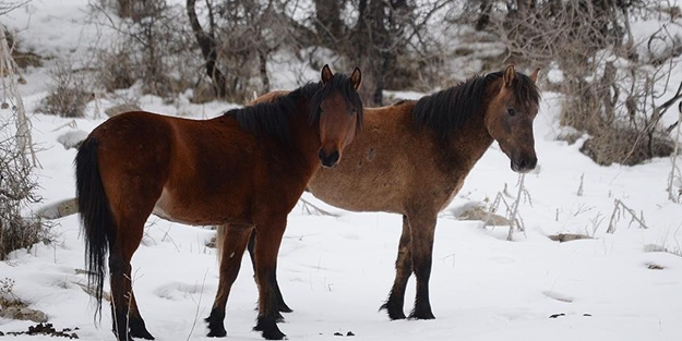 İnsanlıktan utandıran hareket... Ölüme terk edildiler