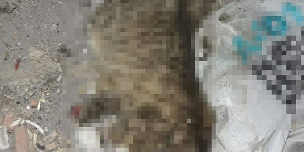 İnşatta bacakları kesik kedi ölüsü bulundu