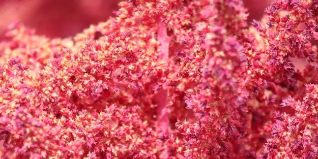 İnsülin miktarını hiç ilaç kullanmadan düşürüyor! Prof. Dr. Nurullah Okumuş ilacı deyip önerdi... 'İnsülin düşmanı'