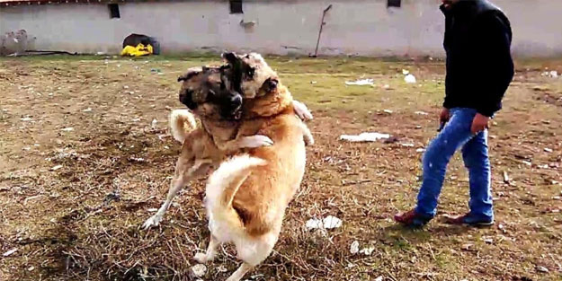 Online köpek dövüştürenlere operasyon!
