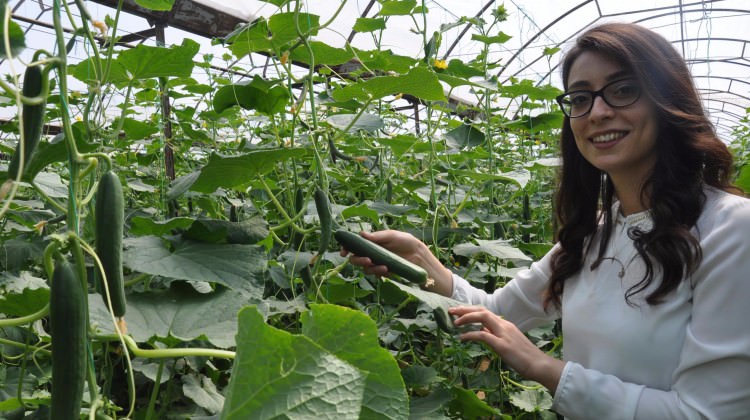 İnternet üzerinden salatalık satıyor