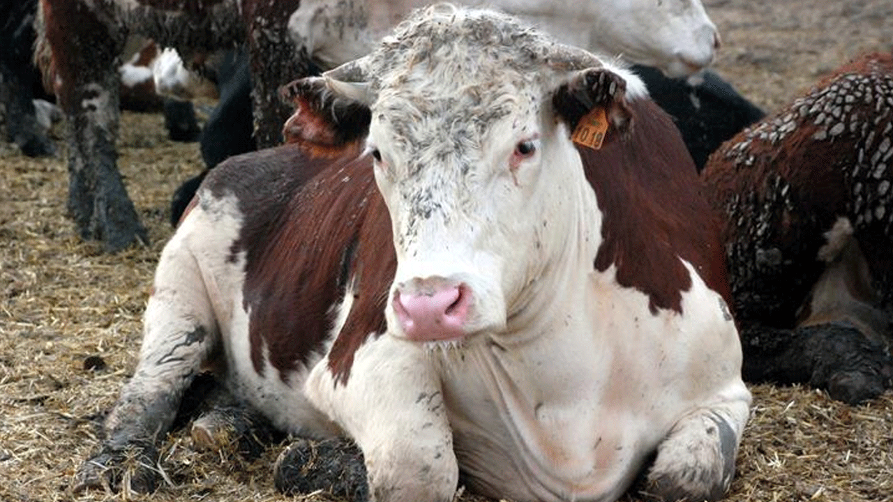 İnternetten aldığı 3 dana 3 günde öldü! Tüketici Hakem Heyeti'nden bomba karar