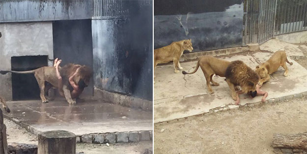 İntihar notu yazıp aslanların kafesine atladı!